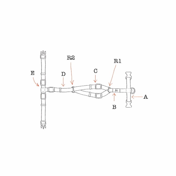 B and D harness measurements