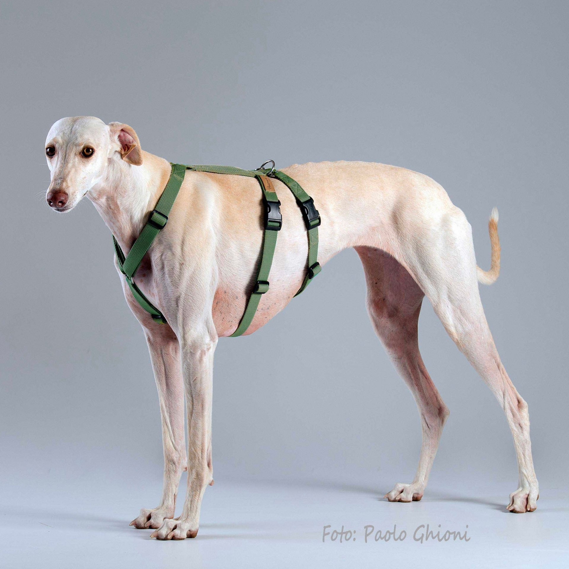 Haqihana Harness 2H