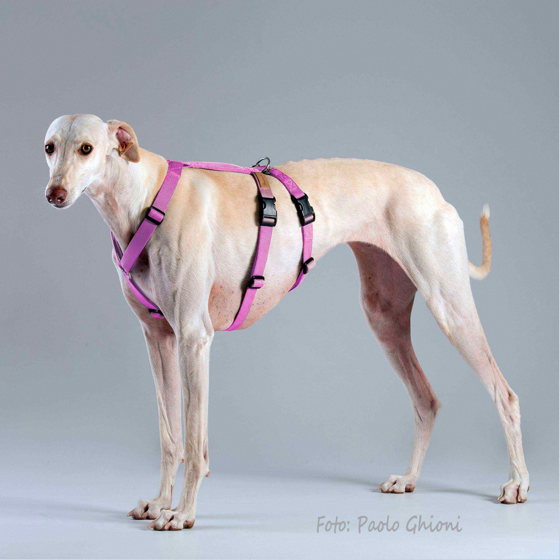 Haqihana Harness 2H