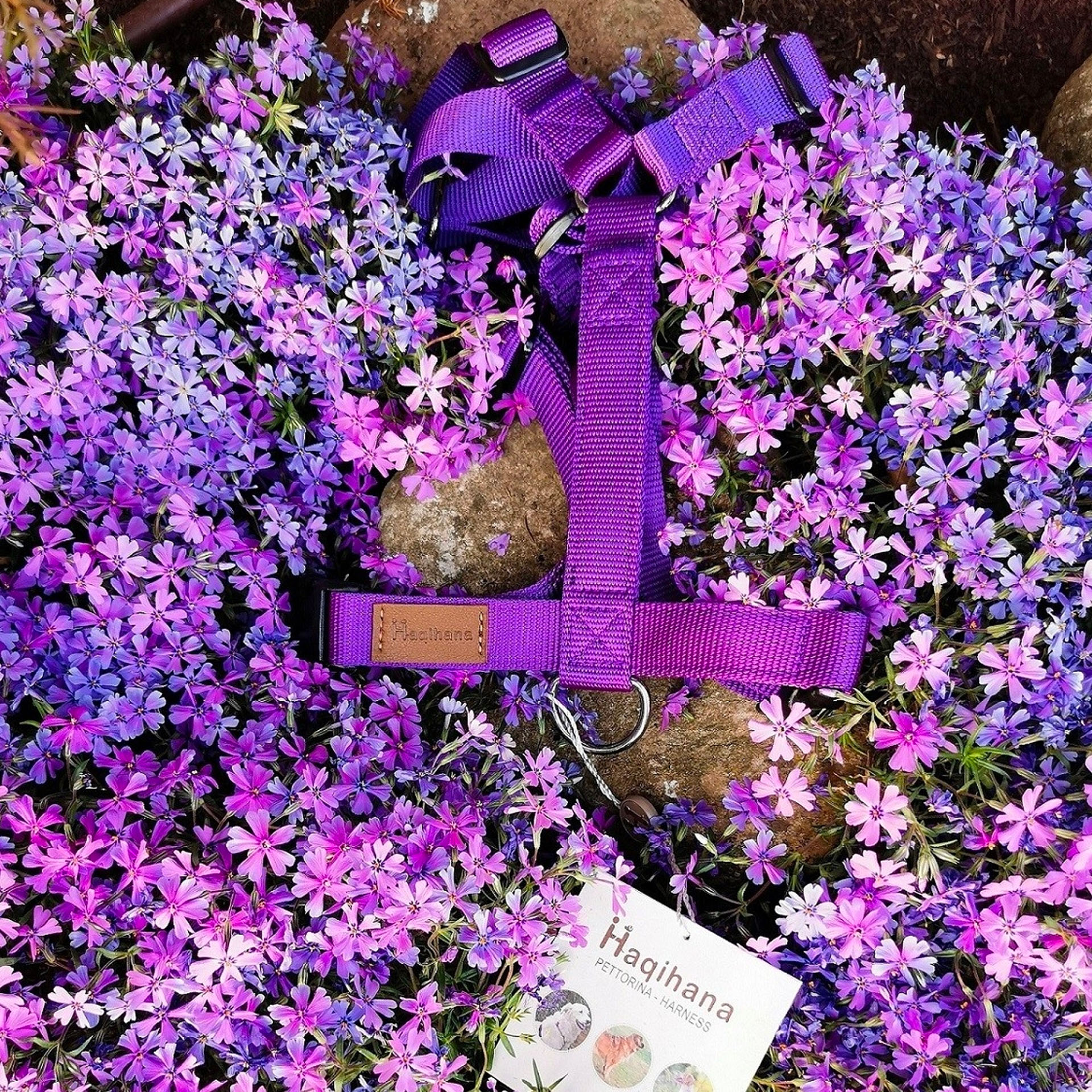 Harnais Haqihana M Violet