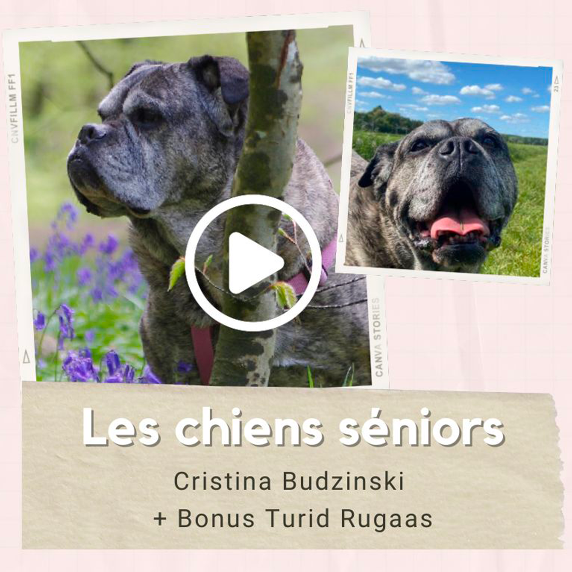 Wébinaires Chien Sénior + Bonus Turid Rugaas Wébinaires Chien Sénior + Bonus Turid Rugaas